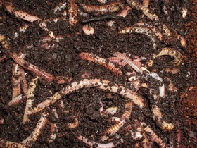 gomba paraziták üzenet pinworms hogyan kell tenyészni