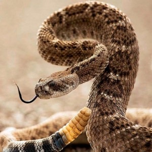 Сонник змія яку я вбиваю своїми руками бачити уві сні до чого сниться