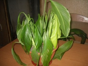 Spathiphyllum levelek elhervadnak