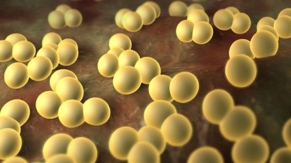 Staphylococcus egyaránt terjed emberről emberre, mit kap