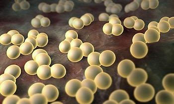 staphylococcusos