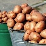 Növekedési serkentő burgonyát ültetés előtt - azt jelenti, 3 (növekedés) Stimulánsok növekedési ültetés előtt a burgonya - 3 alapok