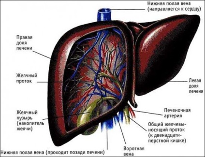 Structure of humán máj