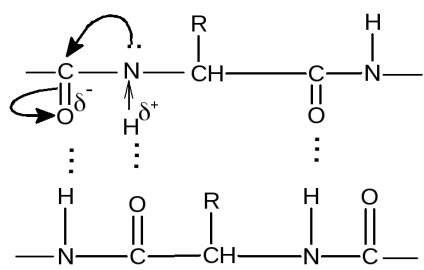 A szerkezet a peptid-csoport