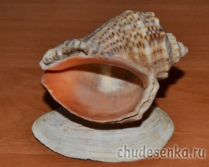 Souvenir kagylókból a kezüket „kiskutyát egy shell” - chudesenka - honlap gyerekeknek és szülőknek