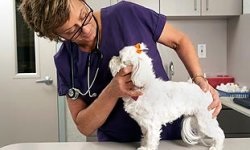 Terápiás kutyák és macskák - Állatok kezelésére