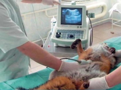 Terápiás kutyák és macskák - Állatok kezelésére