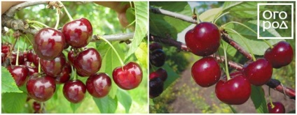 Top 5 legtöbb fajta cseresznye a kertben ()