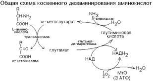 aminosavak transzaminálás - studopediya