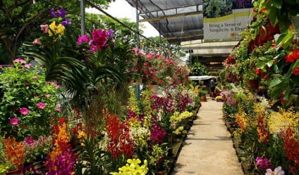 Nong Nooch Trópusi Botanikus Kert: Pattaya, Thaiföld fotó, leírás, térkép
