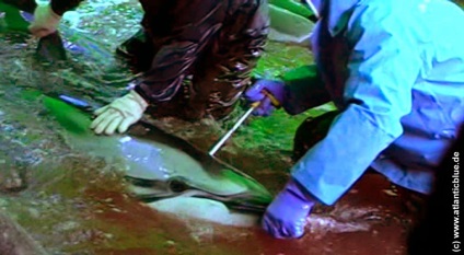 A gyilkos a delfinek Japánban - társadalmi mozgalom - megtakarítás delfinek (delfin vadászidény) A gyilkos a delfinek Japánban - társadalmi mozgalom - megtakarítás delfinek