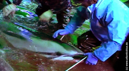 A gyilkos a delfinek Japánban - társadalmi mozgalom - megtakarítás delfinek (delfin vadászidény) A gyilkos a delfinek Japánban - társadalmi mozgalom - megtakarítás delfinek
