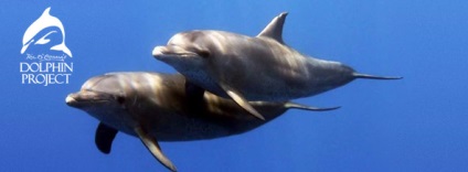 A gyilkos a delfinek Japánban - társadalmi mozgalom - megtakarítás delfinek (delfin vadászidény) A gyilkos a delfinek Japánban - társadalmi mozgalom - megtakarítás delfinek