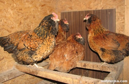 Ukrán earflaps igénytelen fajta csirkék