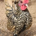 Ukrán earflaps „- ismerteti a fajta tojás termelés