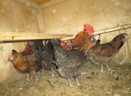 Ukrán earflaps tenyészteni csirkék - leírása, képek és videó