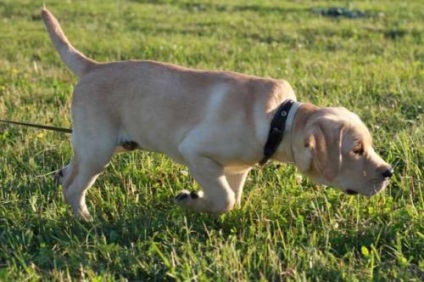 Univerzális vadászok labrador retriever és egyéb - leírása kőzetek és képzési titok video