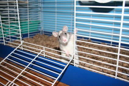Gondozó háziállat patkányok patkányok