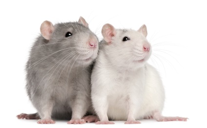 Gondozó háziállat patkányok patkányok