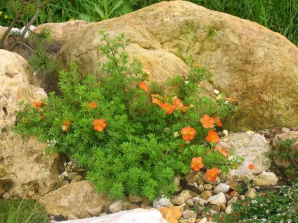 Care bokros cinquefoil - termesztés, ültetés, metszés és öntözés