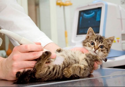 Uzi macska egy állatorvosi klinikán Moszkvában