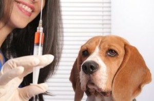 Védőoltás a kölykök és kutyák rendszer - egy állatorvosi helyszíni