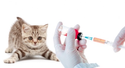 Védőoltás a kutyák és macskák