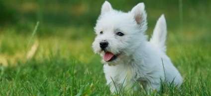 West Highland White terrier - kutya fajta reklám Caesar (a kutya) West Highland White terrier - kutyafajta Caesar reklám