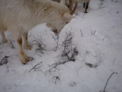 Ágak és kecske, valamint a Gävle kecske és többet kecske