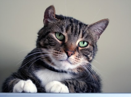 Típusai vérömlenyek macskáknál, elsősegély és kezelés