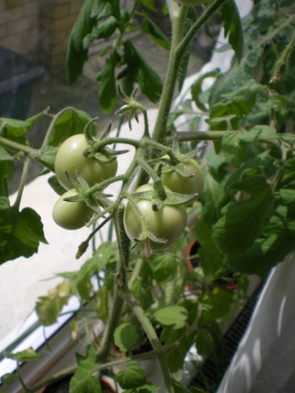 Mi zöldséget egy ablakpárkányon