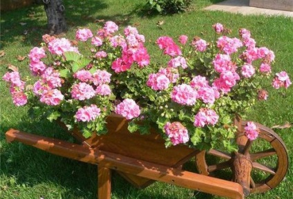 A termesztési muskátli (Pelargonium) a vetőmagok az otthoni gondozás szabályzat Pelargonium