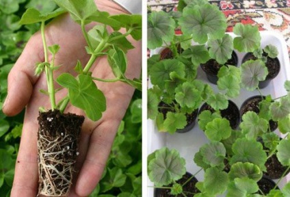 A termesztési muskátli (Pelargonium) a vetőmagok az otthoni gondozás szabályzat Pelargonium