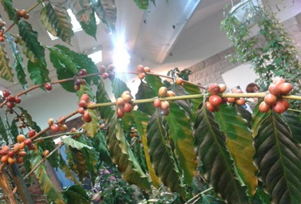 Növekvő kávé otthon ültetés és gondozás, a fogva tartás körülményeinek