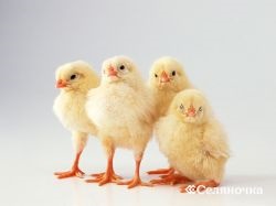 A növekvő csirkék nélkül tyúk - selyanochka - portál a gazdálkodók számára, a mezőgazdaság,