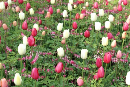Tulipán ültetnek nem véletlenszerűen, hanem szép!