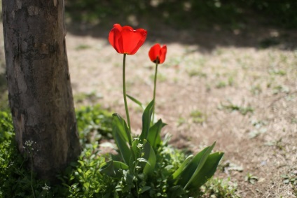 Tulipán ültetnek nem véletlenszerűen, hanem szép!