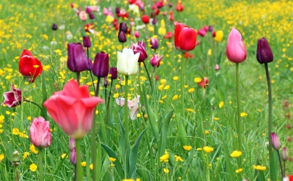 Tulipán ültetnek nem véletlenszerűen, hanem szép!