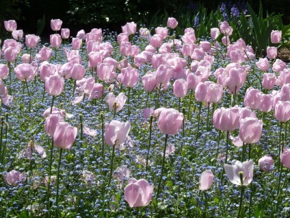 Tulipán ültetnek nem véletlenszerűen, hanem szép!