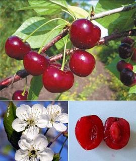 Cherry hasznos és gyógyító tulajdonságokkal, használata cseresznye szár