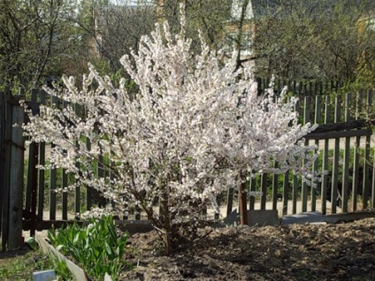 Prunus tomentosa - ültetés, gondozás, művelés