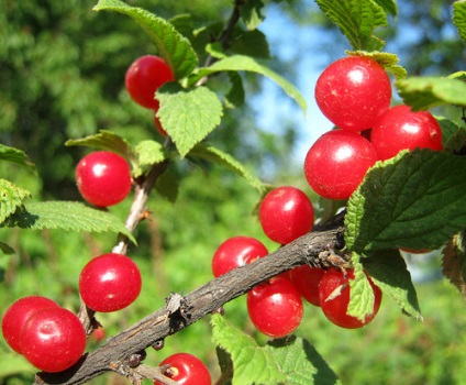 Prunus tomentosa - ültetés, gondozás, művelés