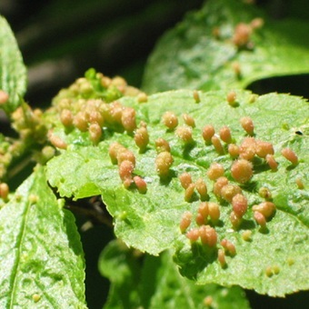 Pest levéltetvek elleni küzdelem és képek, mint a növények kezelésére származó levéltetű (pest) Pest levéltetvek elleni küzdelem és képek, mint a növények kezelésére levéltetvek