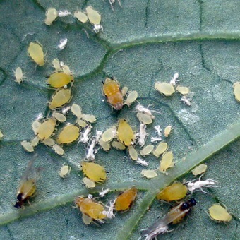 Pest levéltetvek elleni küzdelem és képek, mint a növények kezelésére levéltetvek (folyamat) Pest levéltetvek elleni küzdelem és képek, mint a növények kezelésére levéltetvek