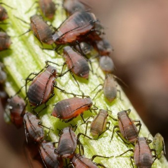 Pest levéltetvek elleni küzdelem és képek, mint a növények kezelésére levéltetvek (folyamat) Pest levéltetvek elleni küzdelem és képek, mint a növények kezelésére levéltetvek