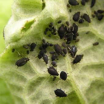 Pest levéltetvek elleni küzdelem és képek, mint a növények kezelésére levéltetvek (folyamat) Pest levéltetvek elleni küzdelem és képek, mint a növények kezelésére levéltetvek