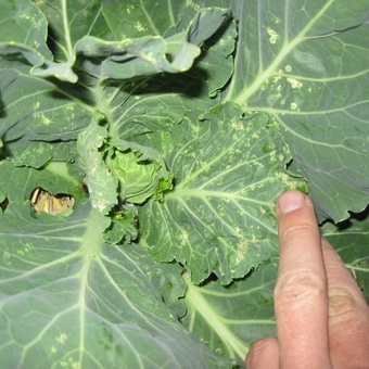 Pest levéltetvek elleni küzdelem és képek, mint a növények kezelésére levéltetvek (folyamat) Pest levéltetvek elleni küzdelem és képek, mint a növények kezelésére levéltetvek