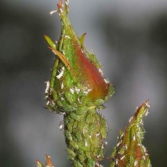 Pest levéltetvek elleni küzdelem és képek, mint a növények kezelésére származó levéltetű (pest) Pest levéltetvek elleni küzdelem és képek, mint a növények kezelésére levéltetvek