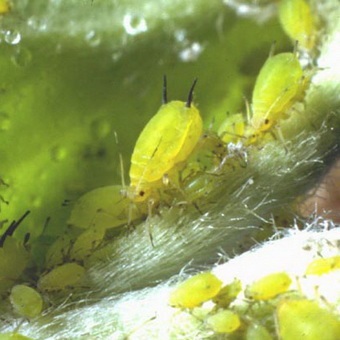 Pest levéltetvek elleni küzdelem és képek, mint a növények kezelésére levéltetvek (birkózás) Pest levéltetvek elleni küzdelem és képek, mint a növények kezelésére levéltetvek