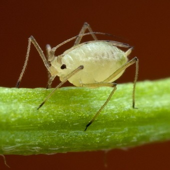 Pest levéltetvek elleni küzdelem és képek, mint a növények kezelésére levéltetvek (fotók) Pest levéltetvek elleni küzdelem és képek, mint a növények kezelésére levéltetvek